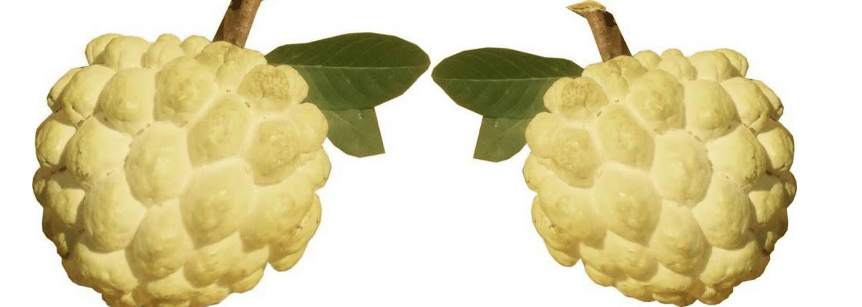 गोल्डन सीताफल(NMK1 Golden Sitafal) की उन्नत खेती | मुनाफे की फसल 