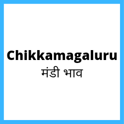 Chikkamagaluru-mandi-bhav