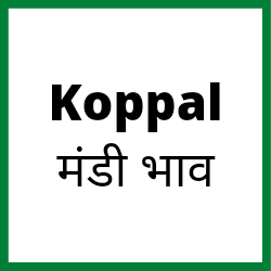 Koppal-mandi-bhav
